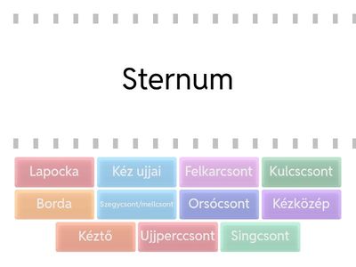 Felső "végtagok", latin-magyar