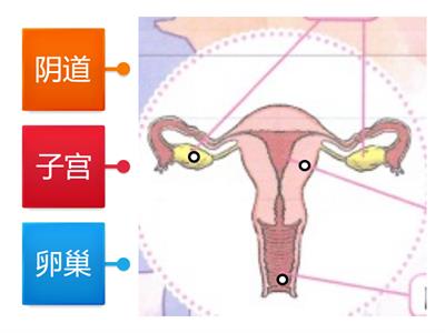 女性生殖器官
