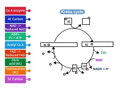 Respiration_03_Kreb cycle 