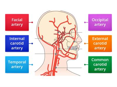 Arteries of the head and neck