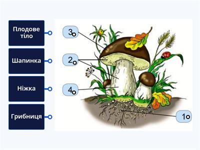 Будова гриба