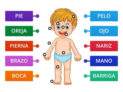 PARTES DEL CUERPO