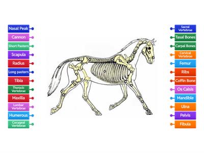Equine Skeletal System