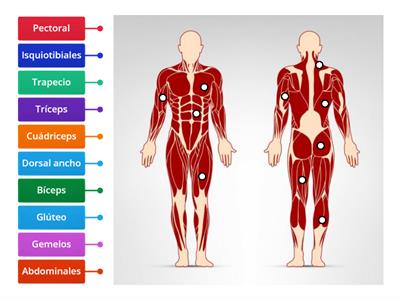  Músculos del cuerpo humano 