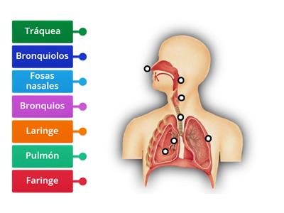 Aparato respiratorio