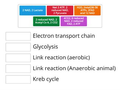 Respiration_00_Overall Respiration (HL) 