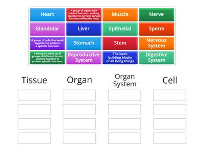 Levels of Organisation