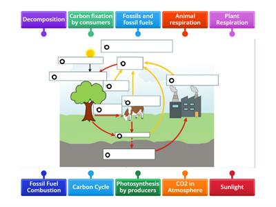 Carbon Cycle
