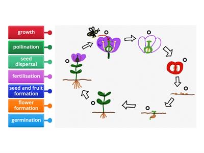 S2 Science Plant life cycle