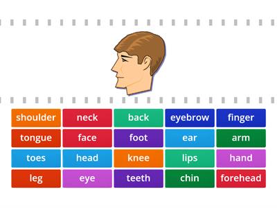 Parts of the body