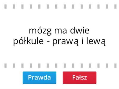 Układ nerwowy - prawda czy fałsz?