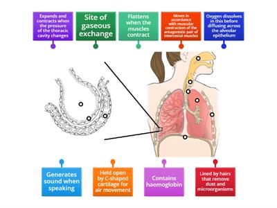 Human respiratory system II