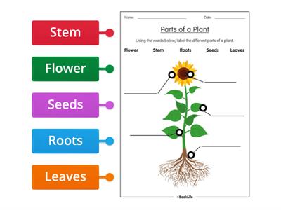 Parts of a Plant