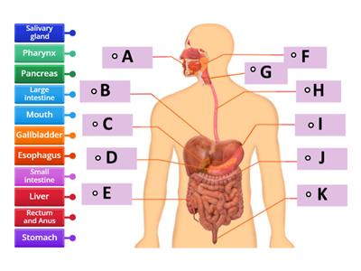 Label the Digestive System