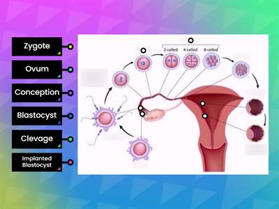 Fertilization