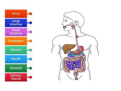Digestive System diagram