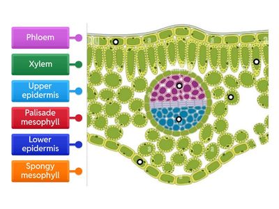 Cross Section of a Leaf 2
