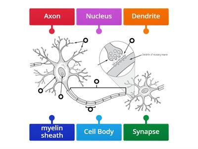 Labeling the Neuron