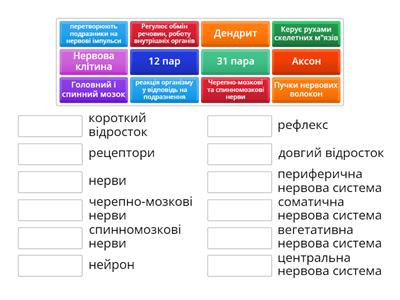 Нервова система.
