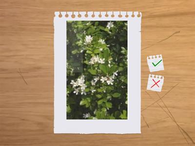 造園丙級植物識別(喬木、灌木、濕地植物)