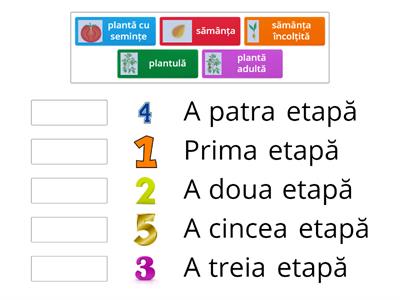 Etapele ciclului de dezvoltare al plantelor