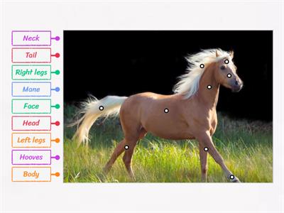 Horse Labelled Diagram (Horse breed: Pony)