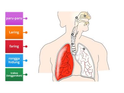 Yalangoch qiz oralgan