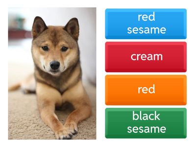 shiba inu colors