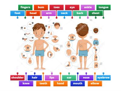 ESL Body Parts