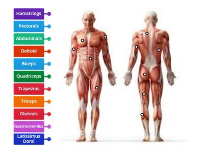 Muscular System