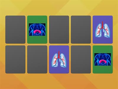 PARTES DEL SISTEMA RESPIRATORIO
