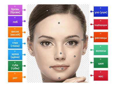 ЧЕЛОВЕК. ЛИЦО. А1.1