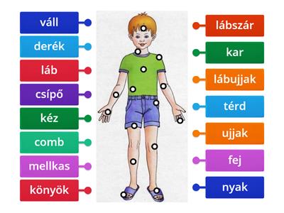 Az emberi test részei