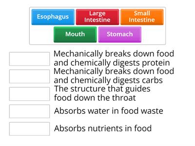 Digestive System - Structure & Function