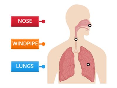 RESPIRATORY SYSTEM