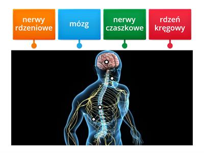 układ nerwowy - budowa