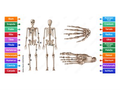 Skeletal System- Bones