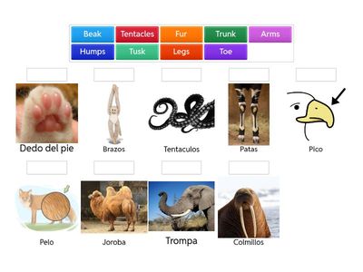 Partes del cuerpo de los animales en inglés-Jesús Bautista 1A