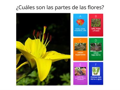 Quiz de las plantas y árboles