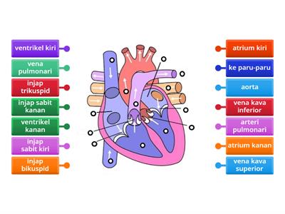 BIOLOGI; JANTUNG MANUSIA