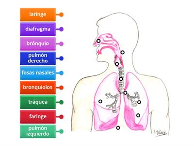 Sistema Respiratorio