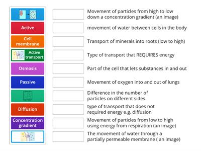 Cell Transport