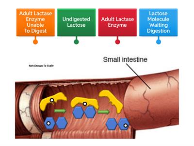 Lactose Digestion 2