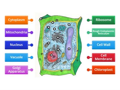 Plant Cell - Label the Structures