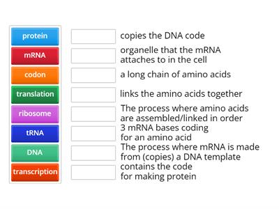  Protein synthesis vocabulary 