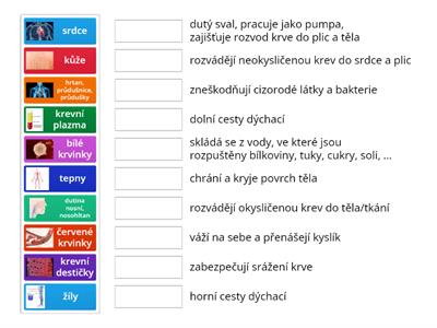 Opakování - dýchací a oběhová soustava