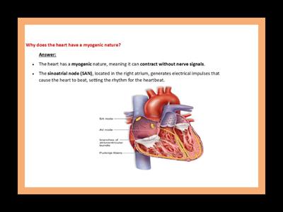 THE HEART - Q/A -  AS BIOLOGY 