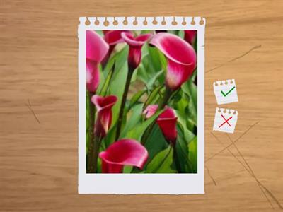 造園丙級植物識別