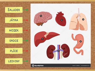 LIDSKÉ TĚLO - ORGÁNY