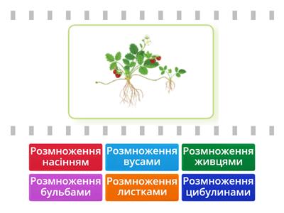 Способи розмноження рослин